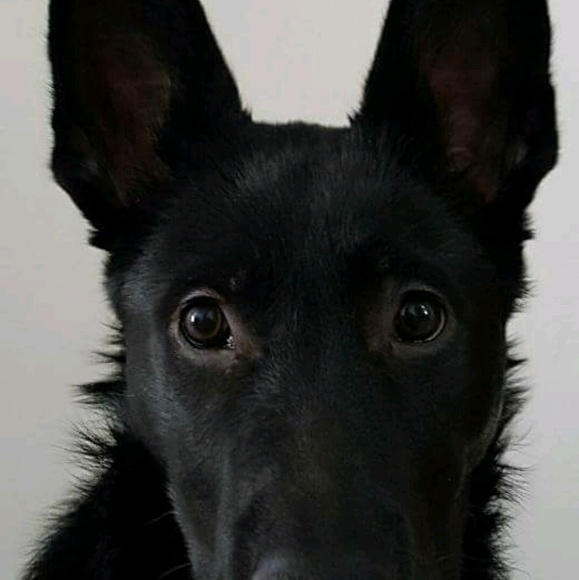 snimnum